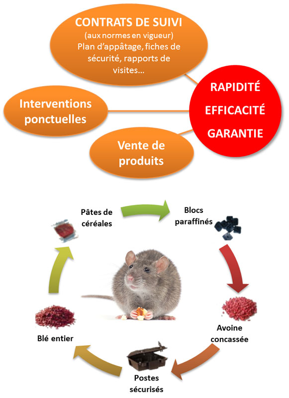 Dératisation : que faire pour lutter contre les rats et les souris ?