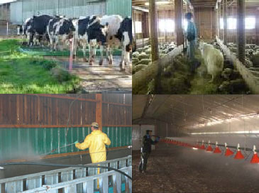 Hygiène et mesures préventives en élevage bovin et ovin