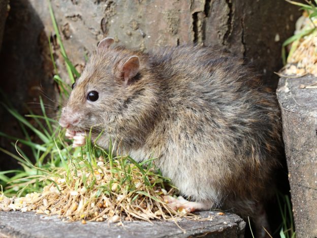 Rats et souris: Vigilance et prévention !